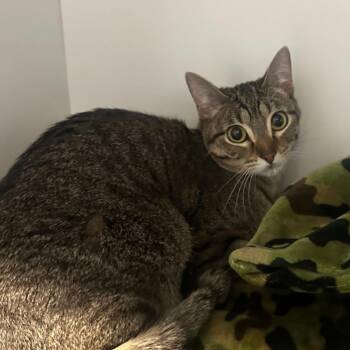 Domestic Short Hair Cats Available for Adoption - Arugula | PetCurious