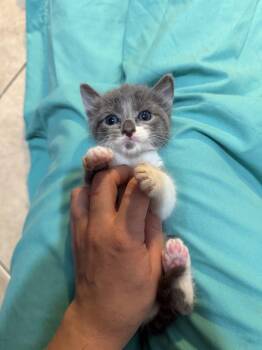 American Shorthair Cats Available for Adoption in Paulina, Louisiana - Lily | PetCurious