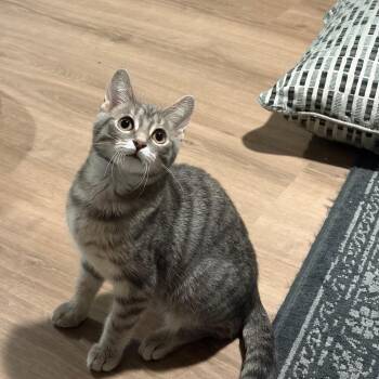 Snow White -  Domestic Short Hair Cat Available for Adoption in Gibsonia, Pennsylvania - Snow White | PetCurious