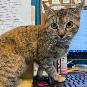 Domestic Short Hair Cats Available for Adoption in Amory, Mississippi - Miss Kitty 041701A | PetCurious