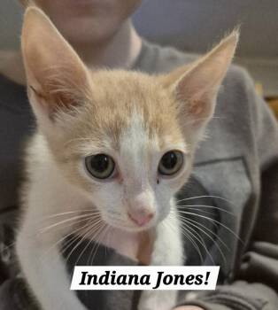 Indiana Jones -  Domestic Short Hair and Tabby Cat for Adoption in San Antonio, Texas - Indiana Jones | PetCurious