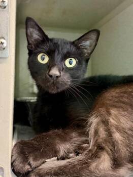 Domestic Short Hair Cats Available for Adoption in New Orleans, Louisiana - Isabella | PetCurious