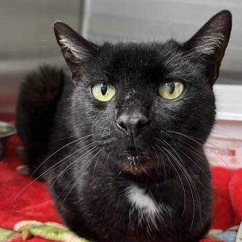 Cash -  Domestic Short Hair Cat for Adoption in Lakeland, Florida - Cash | PetCurious