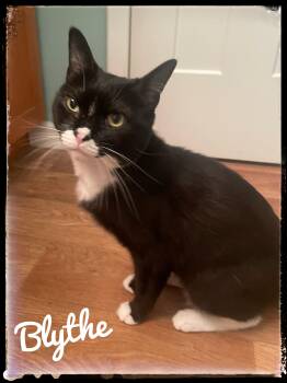 Blythe -  Domestic Short Hair Cat for Adoption in El Cajon, California - Blythe | PetCurious