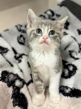 Benny -  Domestic Short Hair Cat for Adoption in Cumberland, Maryland - Benny | PetCurious