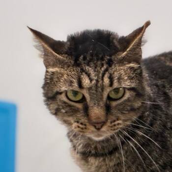 Ivysaur -  Domestic Short Hair Cat for Adoption in Shelbyville, Indiana - Ivysaur | PetCurious