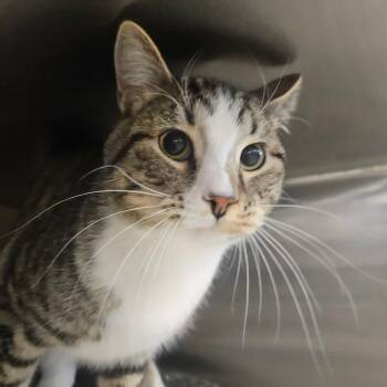 Domestic Short Hair Cats Available for Adoption - Sheldon | PetCurious