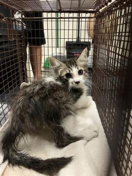 CHOO -  Domestic Long Hair Cat for Adoption in Long Beach, California - CHOO | PetCurious