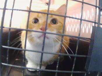 HELLIOS -  Domestic Medium Hair Cat for Adoption in Charlotte, North Carolina - HELLIOS | PetCurious
