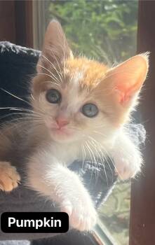 Rescue Domestic Short Hair Cats for Adoption in Johnson City, Tennessee - Pumpkin | PetCurious