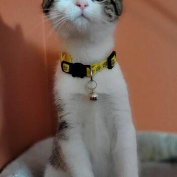Lexie Lynn Lexus -  Domestic Short Hair Cat for Adoption in Canal Winchester, Ohio - Lexie Lynn Lexus | PetCurious