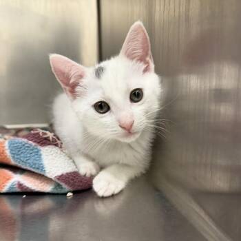26-288 Katrina -  Domestic Short Hair Cat for Adoption in North Branford, Connecticut - 26-288 Katrina | PetCurious
