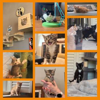 Rescue Tabby Cats for Adoption in Phoenix, Arizona - Kittens Of SCKR June 2025 | PetCurious