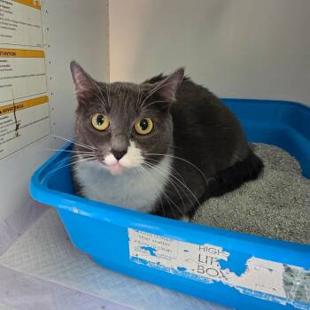 Rescue Domestic Short Hair Cats for Adoption in Duncan, Oklahoma - Baby | PetCurious