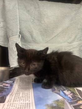 Chocolate -  Domestic Short Hair Cat for Adoption in Fruit Heights, Utah - Chocolate | PetCurious