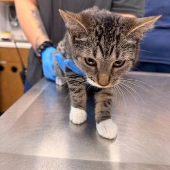 Magnolia -  Domestic Short Hair Cat for Adoption in West Palm Beach, Florida - Magnolia | PetCurious