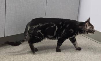 Luna -  Bengal Cat for Adoption - Luna | PetCurious