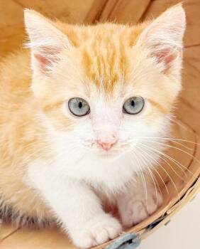Tick is so darn cute and fluffy too - blue grey eyes -  Tabby and Siamese Cat for Adoption in Bedford Hills, New York - Tick Is So Darn Cute And Fluffy Too - Blue Grey Eyes | PetCurious