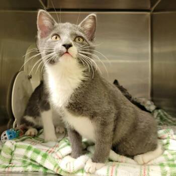 Koi -  Domestic Short Hair Cat Available for Adoption in Columbia, Missouri - Koi | PetCurious