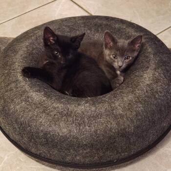 Simon -  Domestic Short Hair Cat for Adoption in North Port, Florida - Simon | PetCurious
