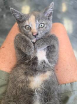 Mushu -  Domestic Short Hair Cat for Adoption in Virginia Beach, Virginia - Mushu | PetCurious