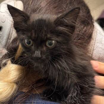 Cinder -  Domestic Medium Hair Cat for Adoption in Clearwater, Florida - Cinder | PetCurious