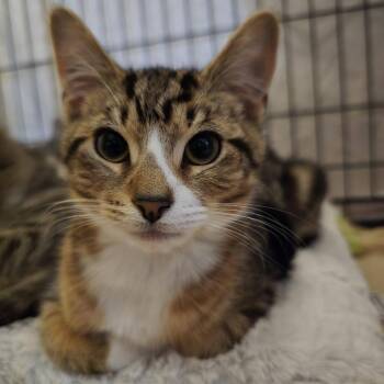 Tony (bonded to Nicky) -  Domestic Short Hair Cat for Adoption in Reisterstown, Maryland - Tony (bonded To Nicky) | PetCurious