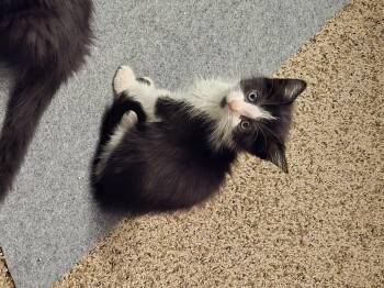 Rescue Domestic Short Hair Cats for Adoption - Voltaire | PetCurious