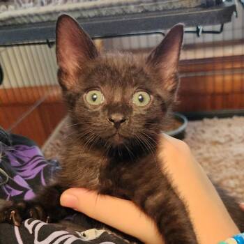 Sparrow -  Domestic Short Hair Cat for Adoption - Sparrow | PetCurious