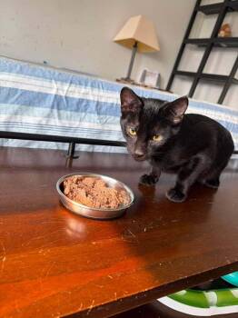 Challenger -  Domestic Short Hair Cat for Adoption in Chicago, Illinois - Challenger | PetCurious