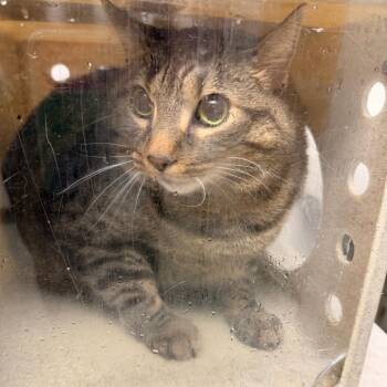 Courtney -  Domestic Short Hair Cat for Adoption in Philadelphia, Pennsylvania - Courtney | PetCurious