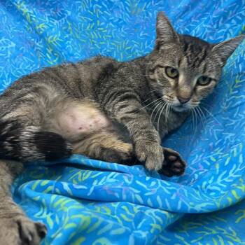 Domestic Short Hair Cats Available for Adoption in Folsom, Louisiana - Harry | PetCurious