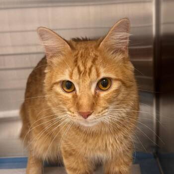 Yogui -  Domestic Short Hair Cat for Adoption in Clearwater, Florida - Yogui | PetCurious
