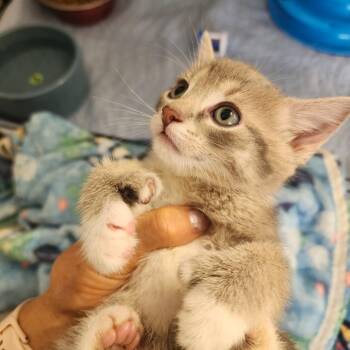Rhiannon -  Domestic Short Hair Cat for Adoption in Evensville, Tennessee - Rhiannon | PetCurious