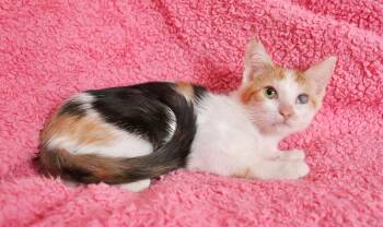 Guinevere -  Calico and Turkish Van Cat for Adoption in St. Augustine, Florida - Guinevere | PetCurious