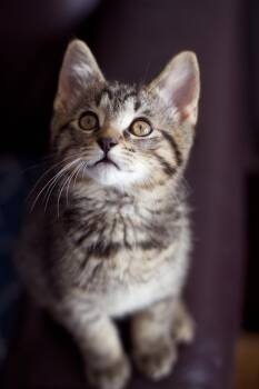 Spicy Nugget -  Domestic Short Hair Cat for Adoption in Ferndale, Michigan - Spicy Nugget | PetCurious