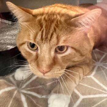 Quesadilla -  Domestic Short Hair Cat for Adoption in Wheeling, Illinois - Quesadilla | PetCurious