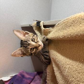 Candy -  Domestic Short Hair Cat for Adoption in Pittsburgh, Pennsylvania - Candy | PetCurious
