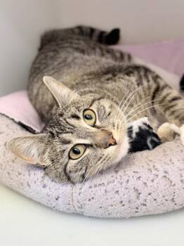 Domestic Short Hair Cats Available for Adoption in Menomonie, Wisconsin - Shortbread | PetCurious