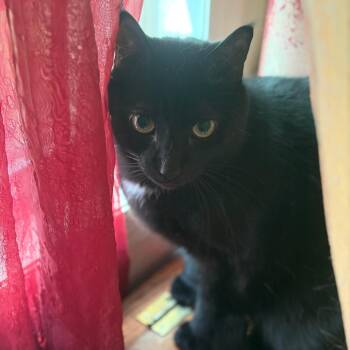 Rascal -  Domestic Short Hair Cat for Adoption in South Riding, Virginia - Rascal | PetCurious