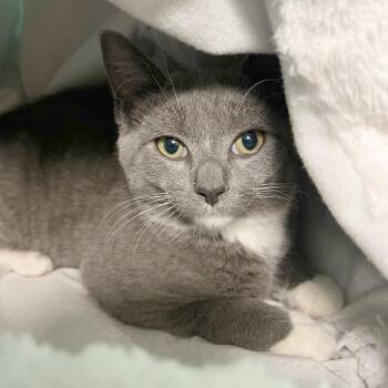Carol -  Domestic Medium Hair Cat for Adoption in Owosso, Michigan - Carol | PetCurious