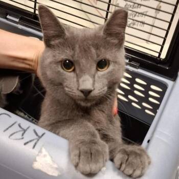 Zelda -  Domestic Short Hair Cat for Adoption in Baltimore, Maryland - Zelda | PetCurious