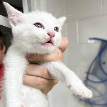 Domestic Short Hair Cats Available for Adoption - Jupiter | PetCurious