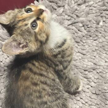 26-183 Rosalind -  Domestic Short Hair Cat for Adoption in North Branford, Connecticut - 26-183 Rosalind | PetCurious