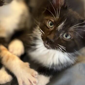Rescue Domestic Short Hair Cats for Adoption in Phoenix, Arizona - Bentley | PetCurious