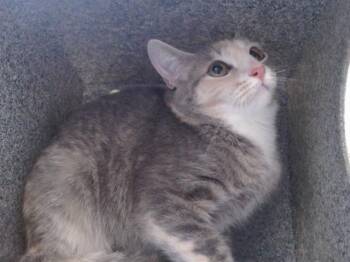 TIGER -  Domestic Short Hair Cat for Adoption in Orlando, Florida - TIGER | PetCurious