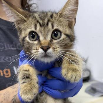 Moon Pie -  Domestic Short Hair Cat for Adoption in New York, New York - Moon Pie | PetCurious