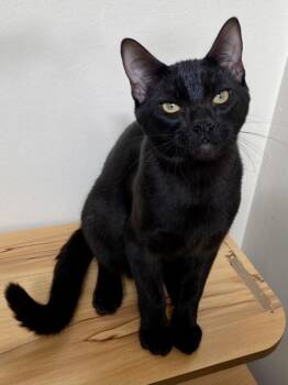 Zeke -  Domestic Short Hair Cat for Adoption in Novato, California - Zeke | PetCurious
