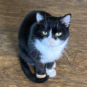 Rescue Domestic Short Hair Cats for Adoption in Grand Rapids, Minnesota - Matty | PetCurious