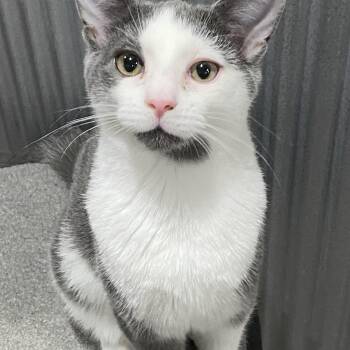 American Shorthair Cats Available for Adoption - Finn | PetCurious